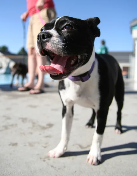 Dog at local pool — Stock Photo, Image