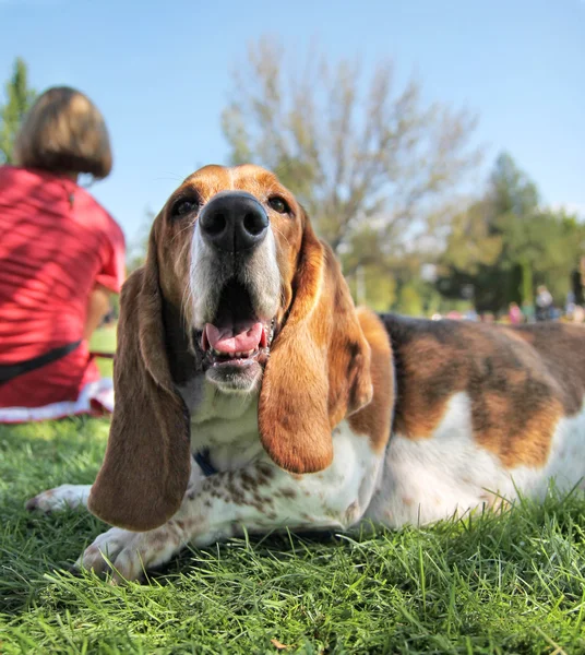 Çimenlikteki sevimli köpek — Stok fotoğraf