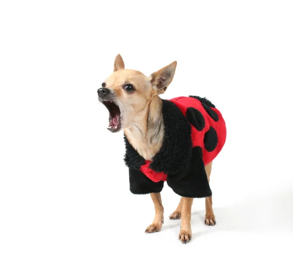 Chihuahua vestido com casaco de joaninha — Fotografia de Stock