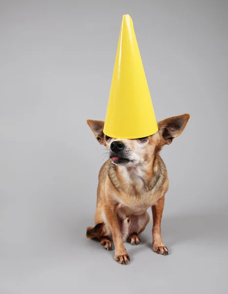 Cute birthday chihuahua — Stock Photo, Image