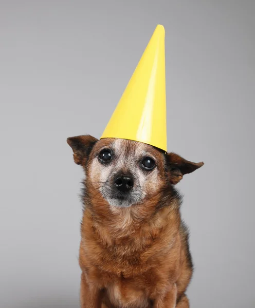 Niedlicher Geburtstags-Chihuahua — Stockfoto