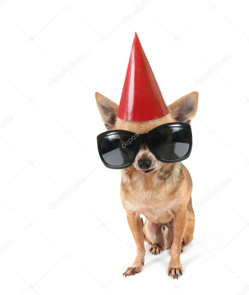 chihuahua hats and sunglasses