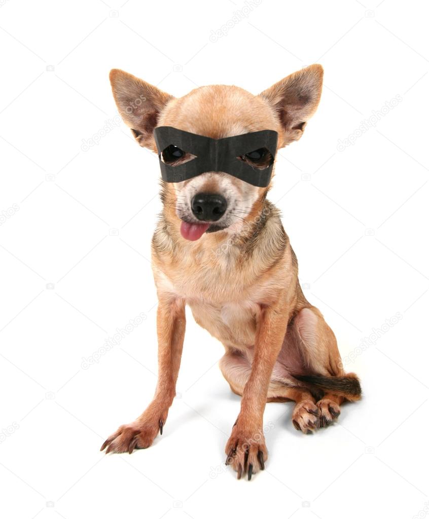 Chihuahua with black mask on
