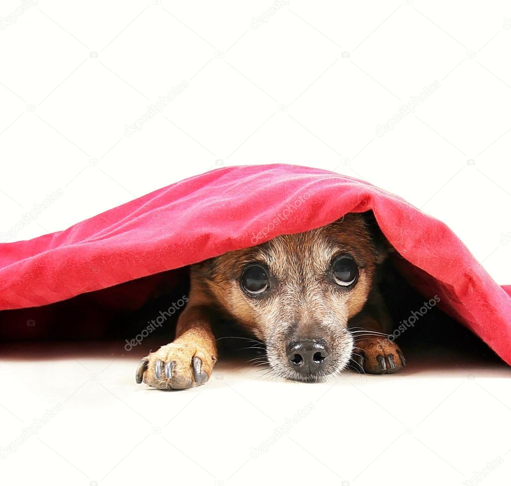 Chihuahua dog under red blanket