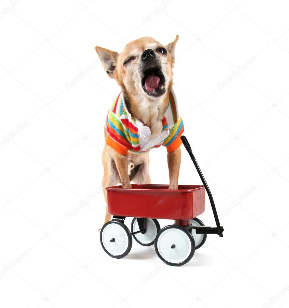 Chihuahua with tiny wagon