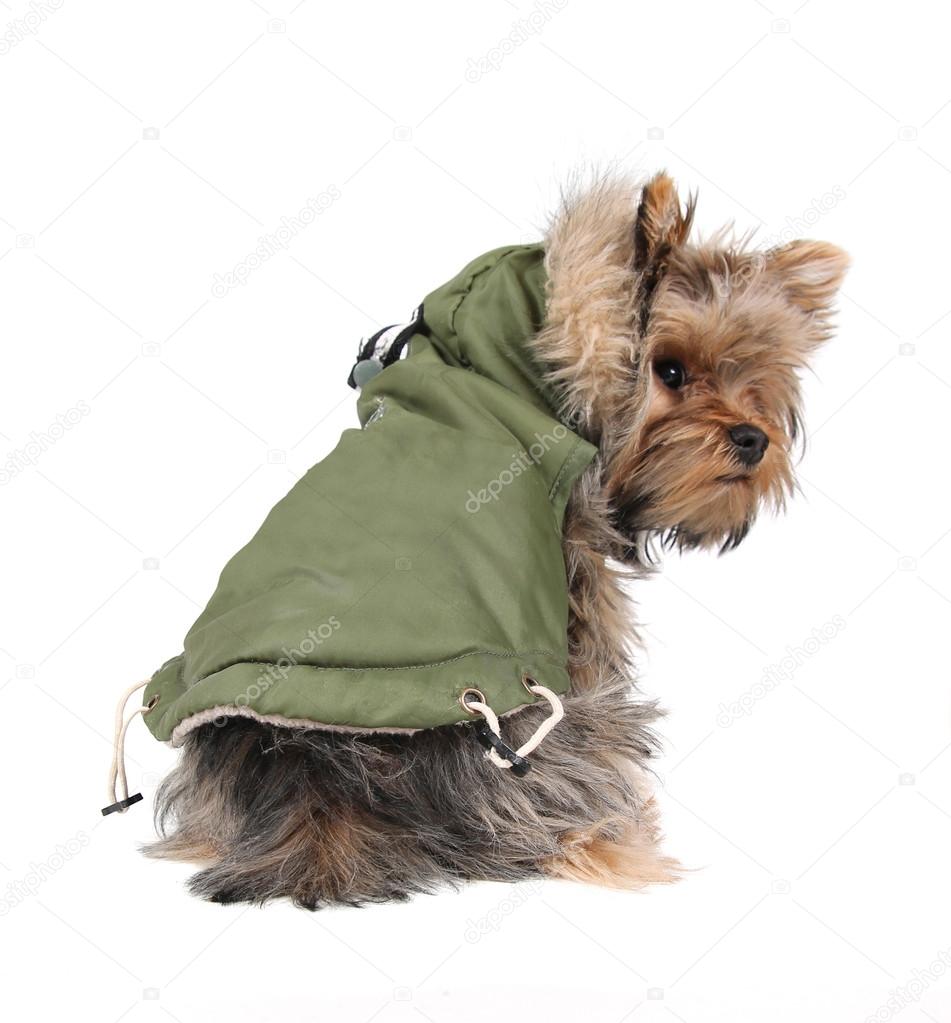 Stockfoto Yorkshire Terrier © — Graphicphoto Wintermantel Im WHDeE9Y2I