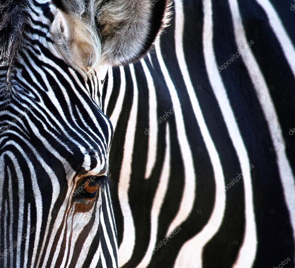 A close up of a pretty zebra