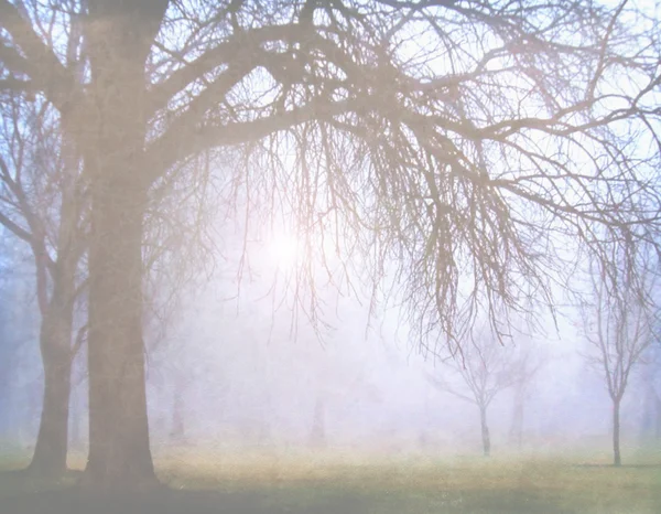 バック グラウンドで霧の大きな木 — ストック写真