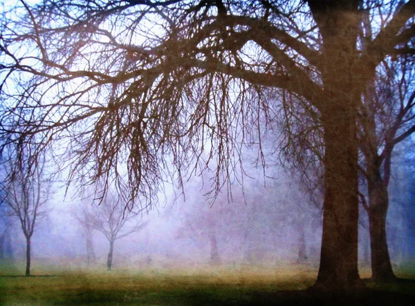 Arbres dans la forêt brumeuse — Photo