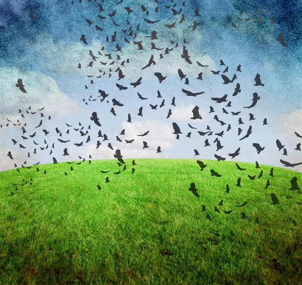 Uccelli con cielo ed erba — Foto Stock