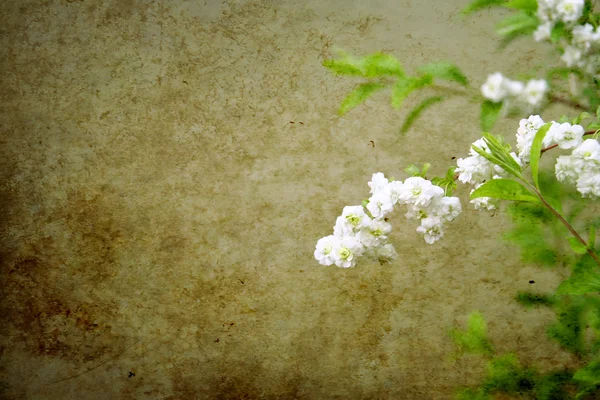 Lindas flores brancas primavera — Fotografia de Stock