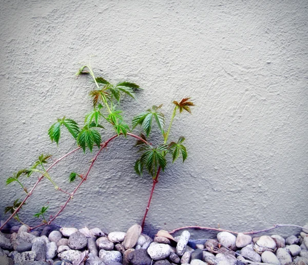 Piedra y planta —  Fotos de Stock