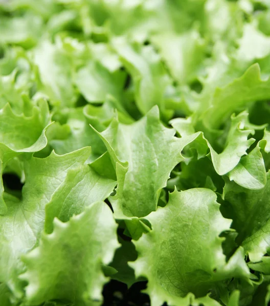 Green fresh lettuce — Stock Photo, Image