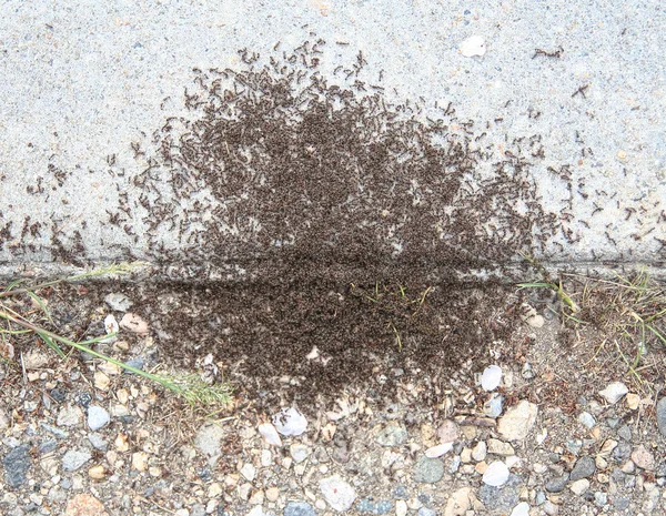 Mravenci na zemi — Stock fotografie