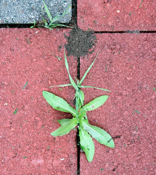 Textura vegetal e de pedra — Fotografia de Stock