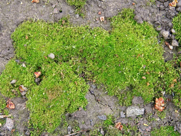 Moss verde sobre piedras —  Fotos de Stock