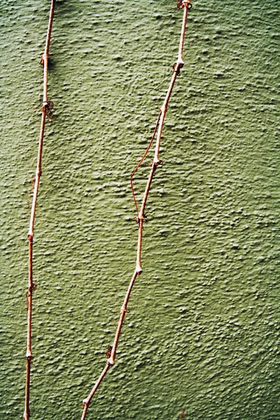 Αναρριχητικό φυτό στον τοίχο grunge — Φωτογραφία Αρχείου