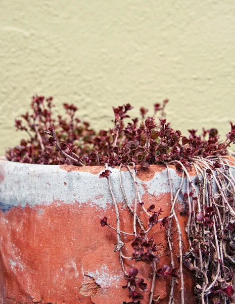 Planta em vaso velho — Fotografia de Stock