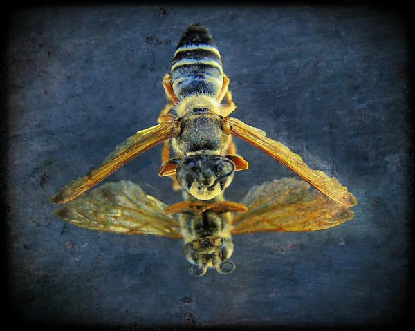 Bee on black background — Stock Photo, Image