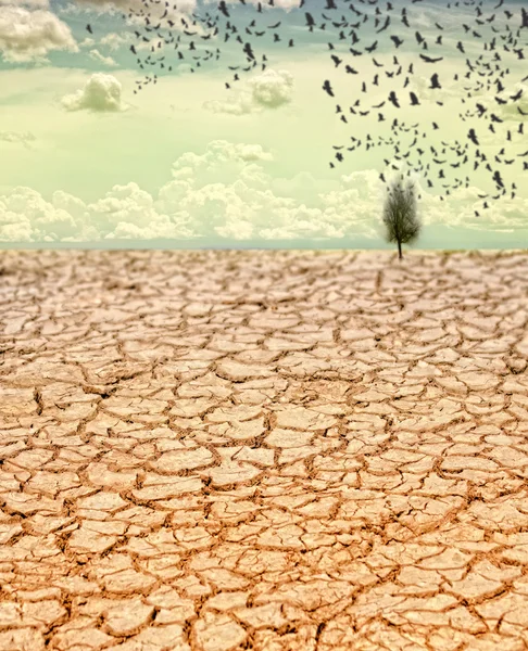 Tree on dry desert land with blue sky — Stock Photo, Image