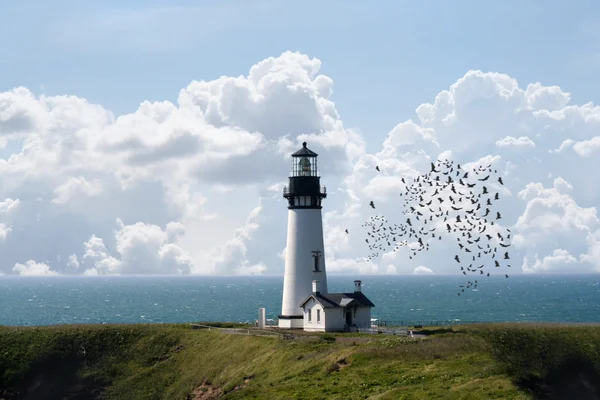 Faro con stormo di uccelli — Foto Stock