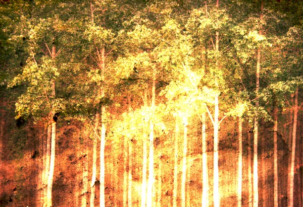 Lesa nebo parku se stromy s podzimní listí — Stock fotografie