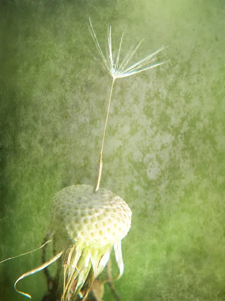 Paardebloemen bloeien — Stockfoto