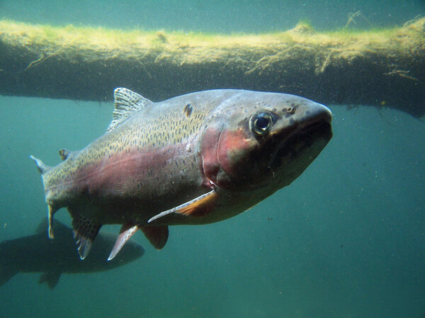 Trout swimming