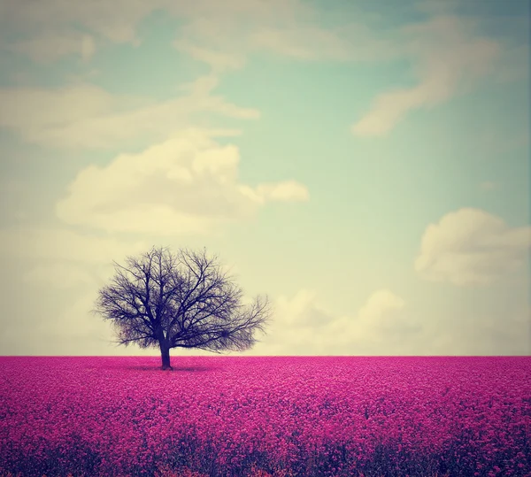 Árbol en el campo —  Fotos de Stock