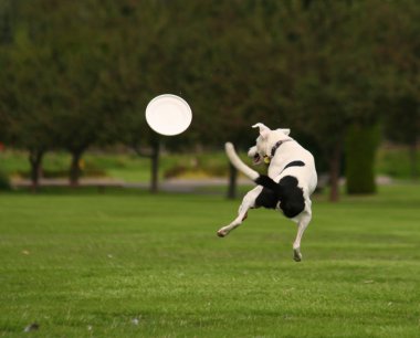 Frizbi ile parkta oynayan köpek