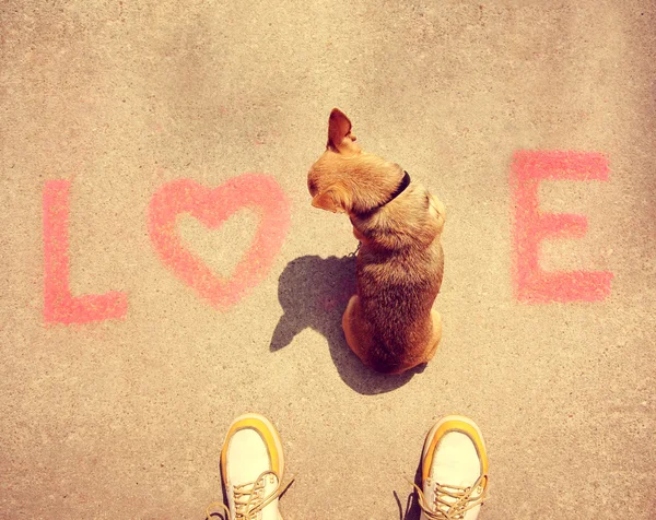 Chihuahua sentado en la palabra amor — Foto de Stock