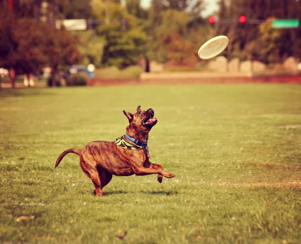 Собака играет с фрисби в парке — стоковое фото