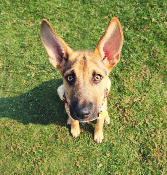 Hond in het gras op park — Stockfoto