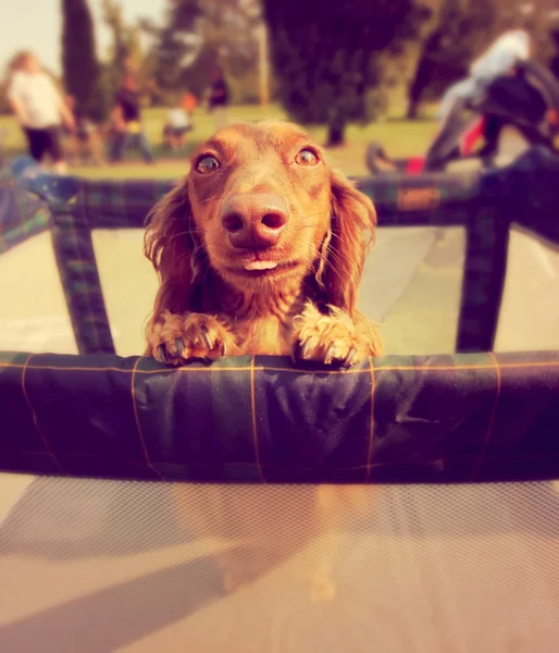 Dog in play pen — Stock Photo, Image