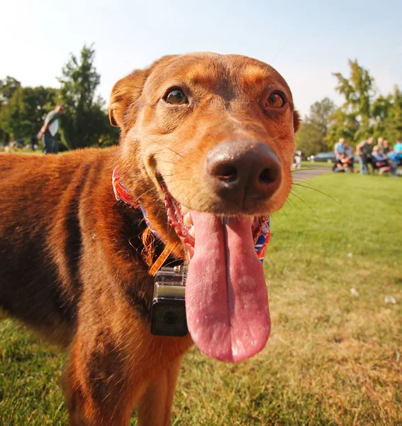 Hund i gräset på park — Stockfoto