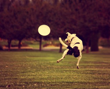Frizbi ile parkta oynayan köpek