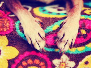 Chihuahua pençeleri üzerinde desenli battaniye