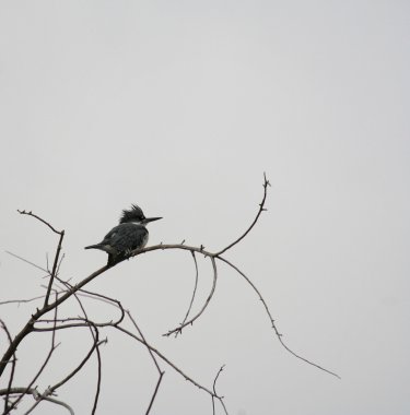 küçük dal üzerinde oturan kingfisher