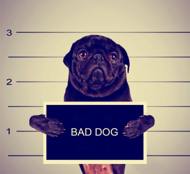 mahkum posteri önünde köpek