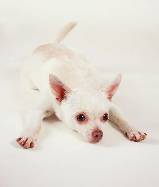 Niedlicher Chihuahua — Stockfoto