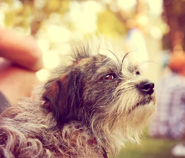 Hund ser ut i avstånd — Stockfoto