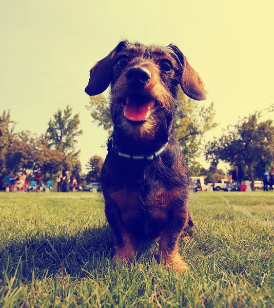 Собака в траве в парке — стоковое фото