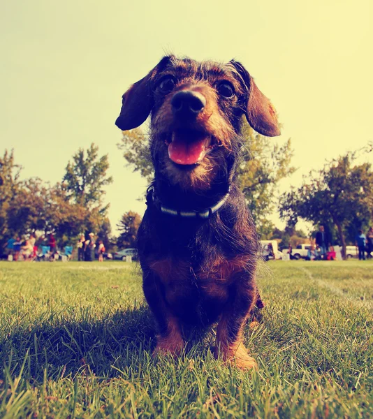 Chien dans l'herbe au parc — Photo