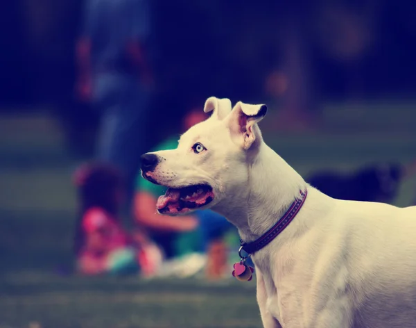 Perro en el césped en el parque —  Fotos de Stock