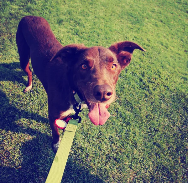 Perro en el césped en el parque —  Fotos de Stock