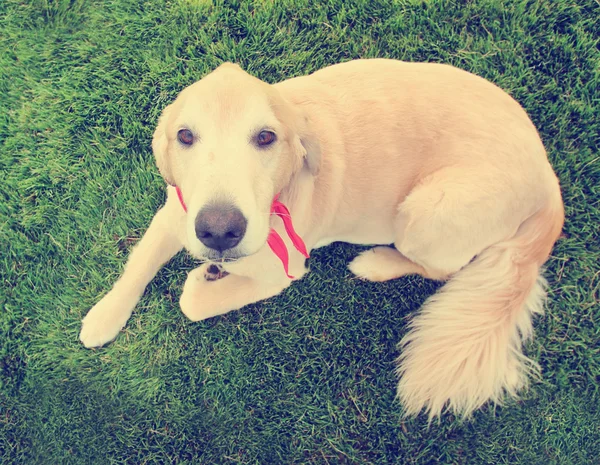 Cane nell'erba al parco — Foto Stock