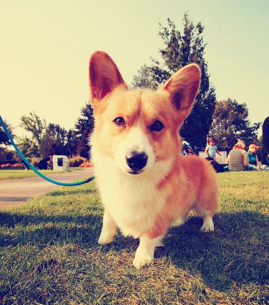 Hund i gräset på park — Stockfoto