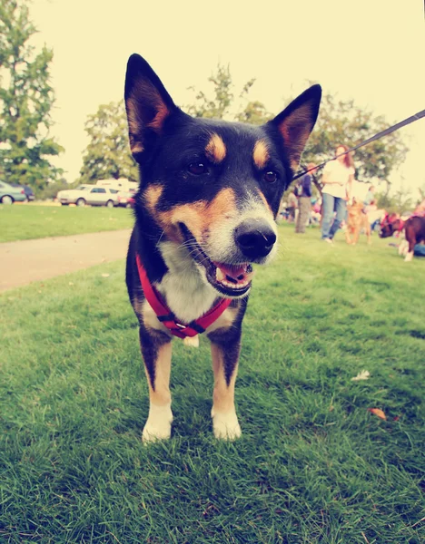 Hond in het gras op park — Stockfoto