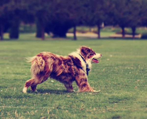 Собака в траві в парку — стокове фото