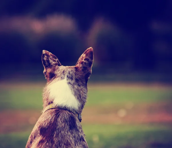 公園で草の犬 — ストック写真